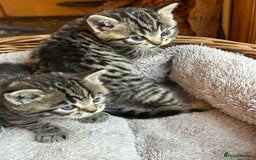 British Shorthair cats for sale: Silver Tabby also Brown Spotted Kittens - Image 11