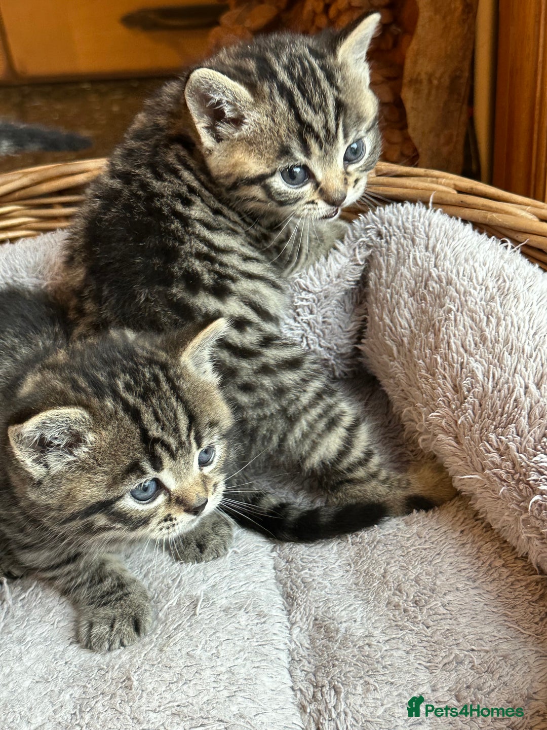 British Shorthair cats for sale: Silver Tabby also Brown Spotted Kittens - Image 11