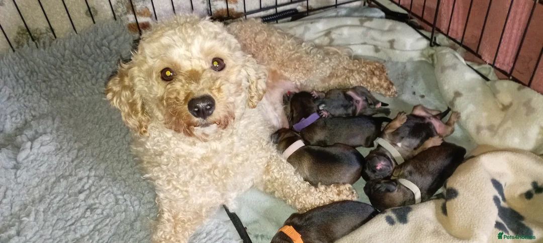 Mixed Breed dogs for sale: Maltipoo X Border Terrier mixed breed (Borderpoo) - Advert 2