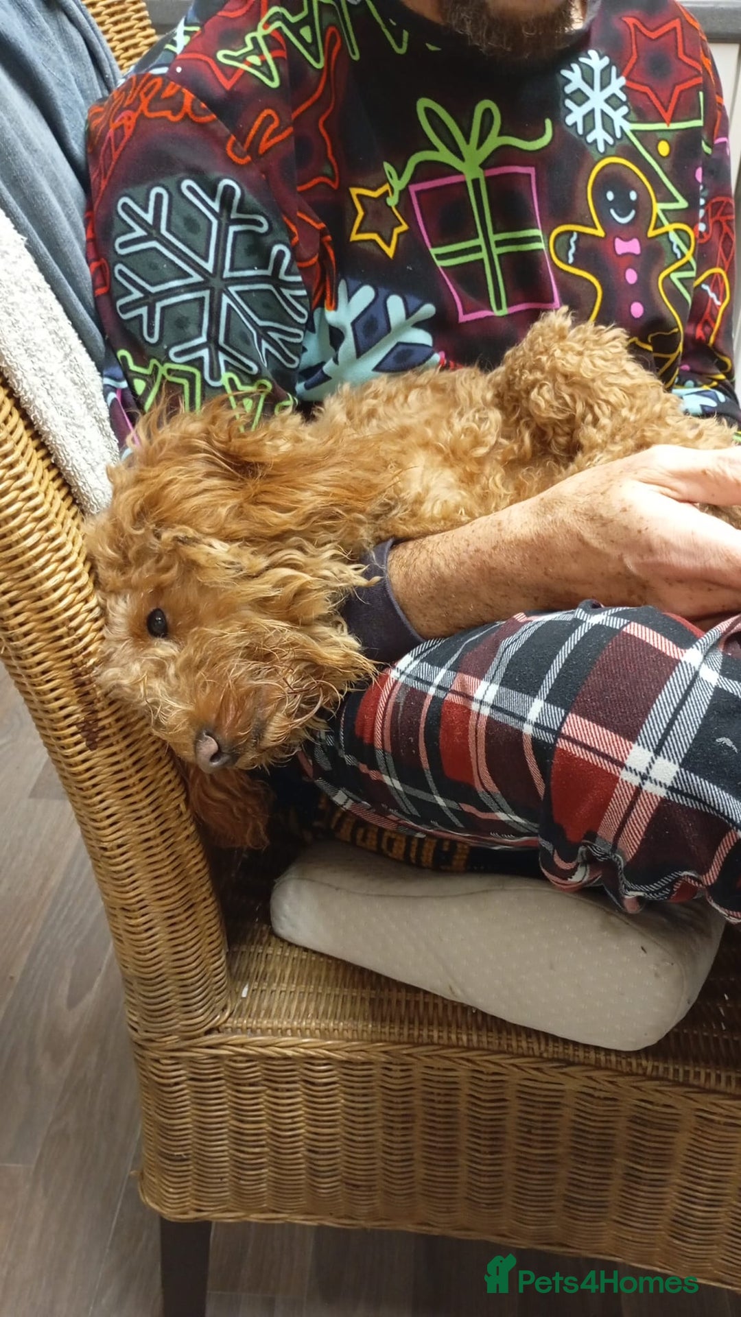 Cockapoo dogs for sale: Cockapoo - Advert 3