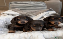 Miniature Dachshund dogs for sale: Miniature long hair dachshund 🤍 - Image 9