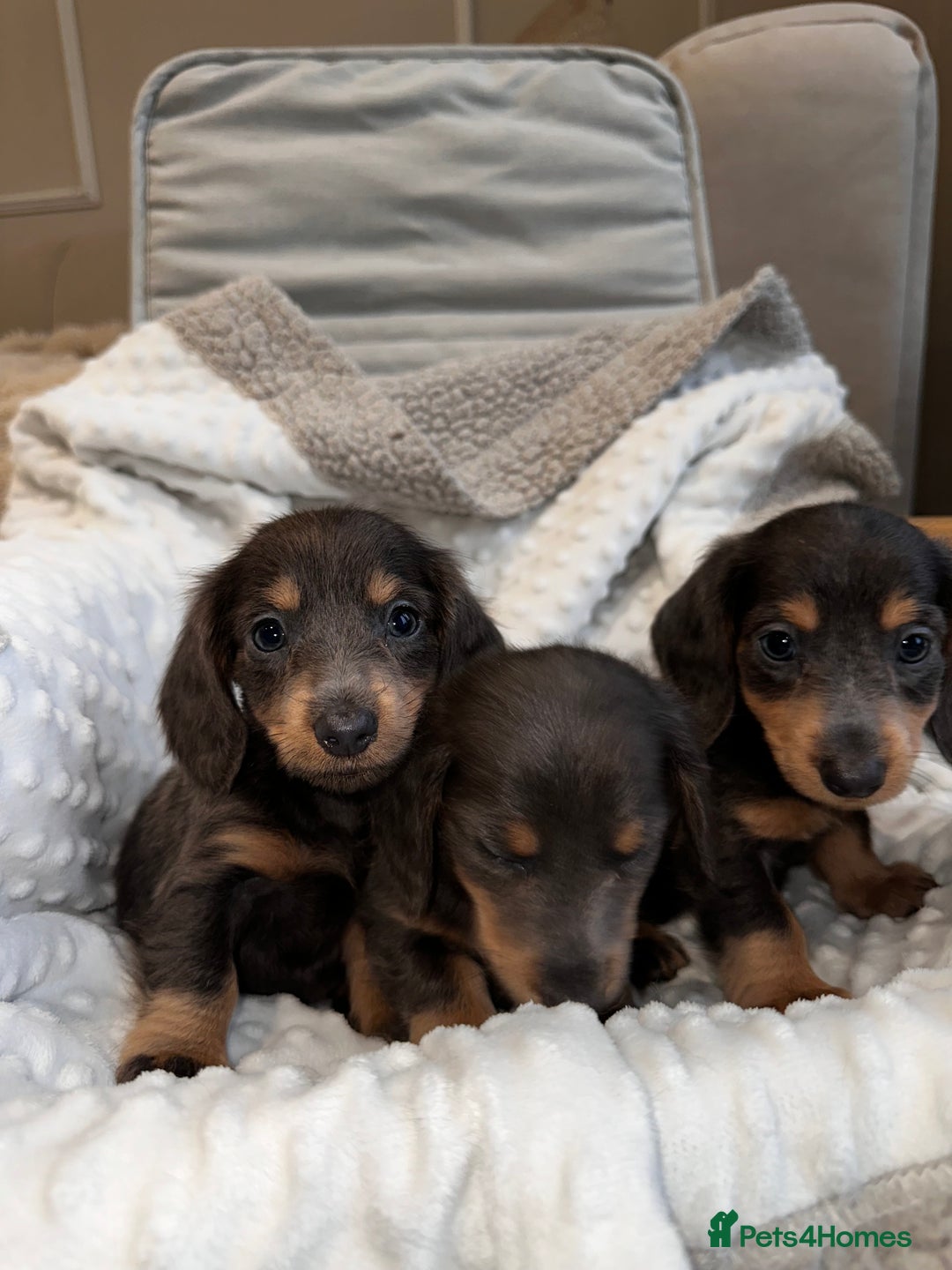 Miniature Dachshund dogs for sale: Miniature long hair dachshund 🤍 - Image 9