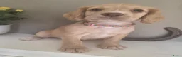 Sprocker dogs for sale: A working accident  - Advert 3