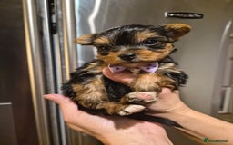 Yorkshire Terrier dogs for sale: 💝Beautiful Miniature Babies from 250g💝 - Image 20