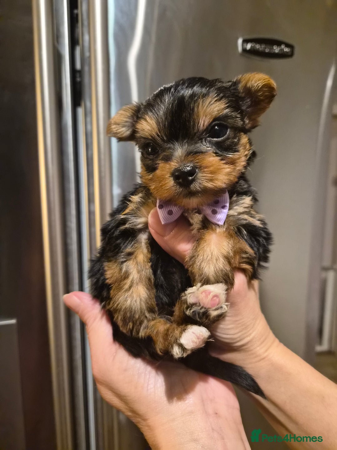 Yorkshire Terrier dogs for sale: 💝Beautiful Miniature Babies from 250g💝 - Image 20
