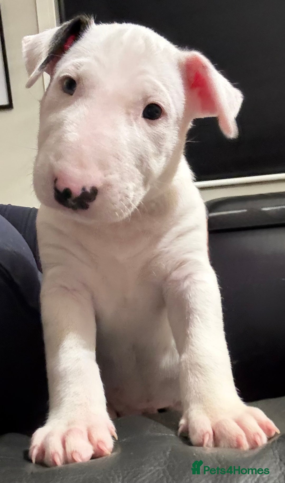 English Bull Terrier dogs for sale: ⭐️Ready Now ⭐️KC Champion EBT Pups ⭐️ - Advert 23