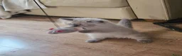 Ragdoll cats for sale: Ragdolls - Advert 31