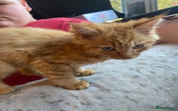 Mixed Breed cats for sale: Beautiful kittens - Image 1