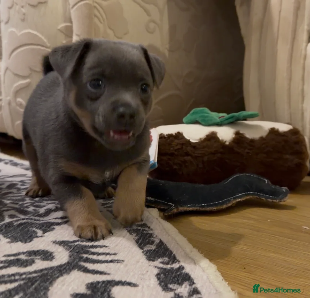 Jack Russell dogs for sale: Stunning blue and blue tri JRT pups - Advert 27