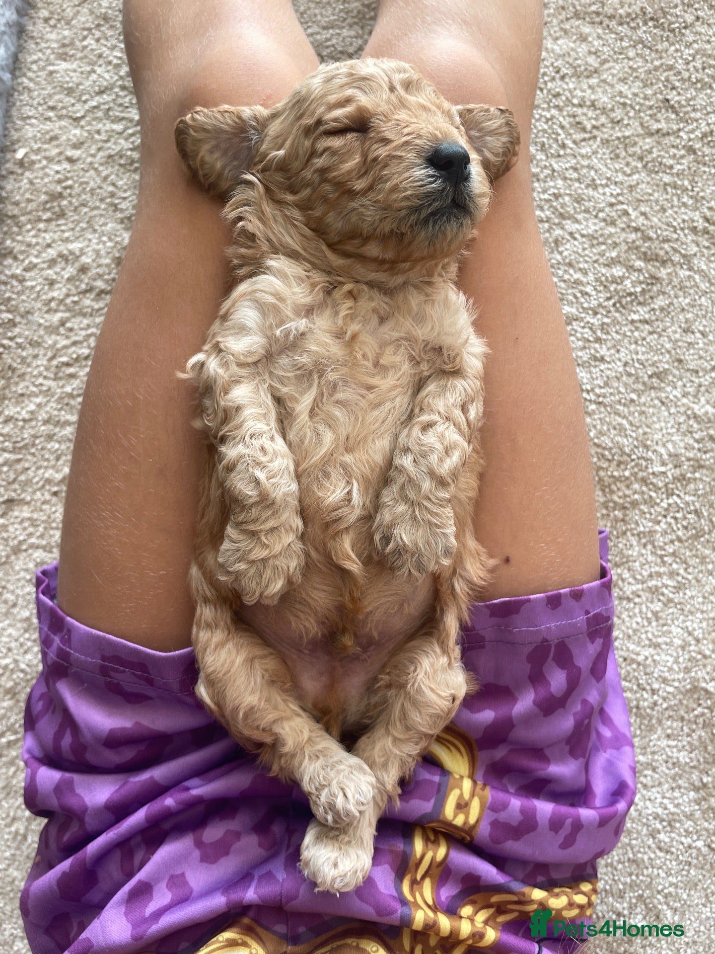 Cockapoo dogs 5⭐️Cockapoo Apricot, Red. Clear genetics & Health - Advert 2