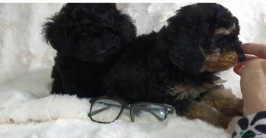 Toy Poodle dogs - Advert 2