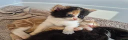 Mixed Breed cats for sale: 2 kittens for sale - Advert 6