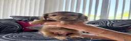 Dachshund dogs for sale: Stunning miniature daxi pups  - Advert 6
