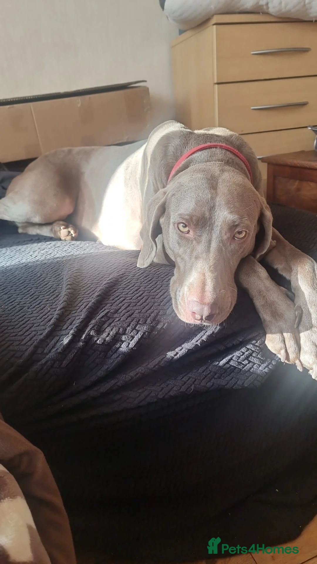Weimaraner dogs for sale: Adult female Weimaraner  - Advert 2