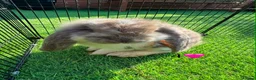 French Lop rabbits for sale: Pure French lops - Advert 4