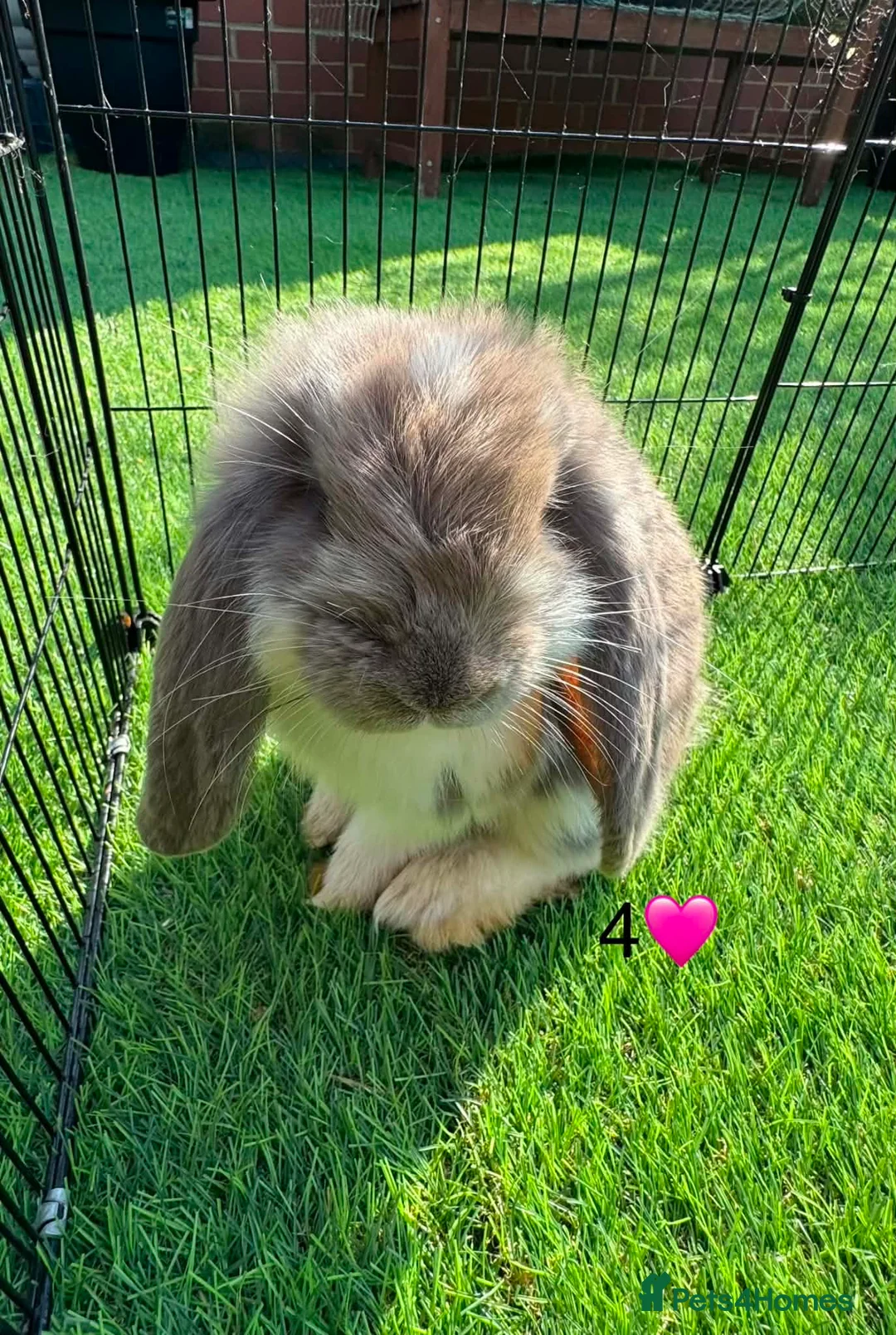 French Lop rabbits for sale: Pure French lops - Advert 4