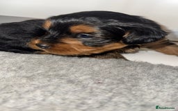 Yorkiepoo dogs for sale: Adorable yorkiepoo puppies ❤️ - Image 13