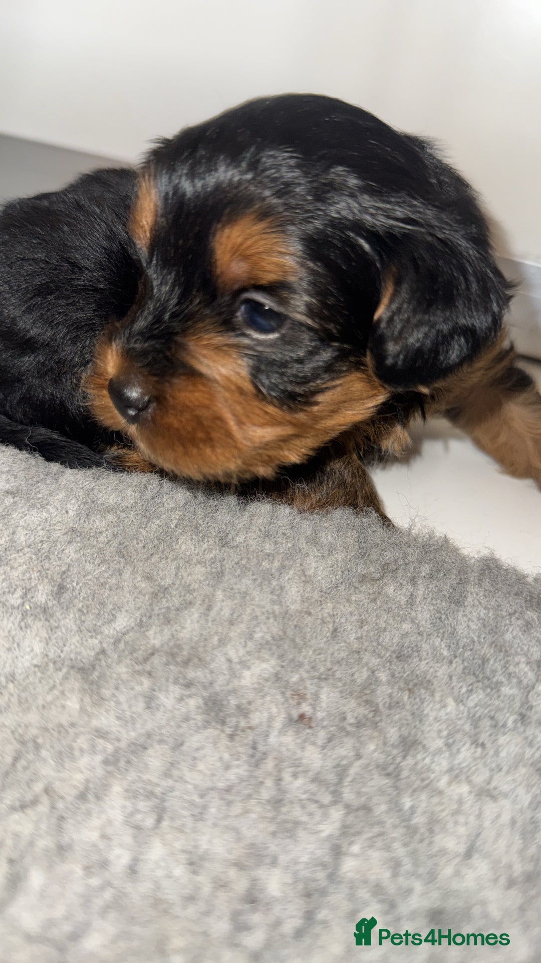 Yorkiepoo dogs for sale: Adorable yorkiepoo puppies ❤️ - Image 13