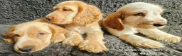 Cocker Spaniel dogs for sale: Pure Bred Show Cockers - KC Reg, Health Checked - Advert 8