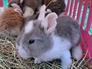 Continental Giant rabbits Pure Continental Giants - White Eared - RESERVE - Advert 13