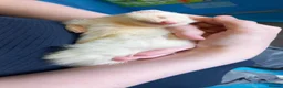 Ferret rodents for sale: Female ferrets in Turriff - Advert 2