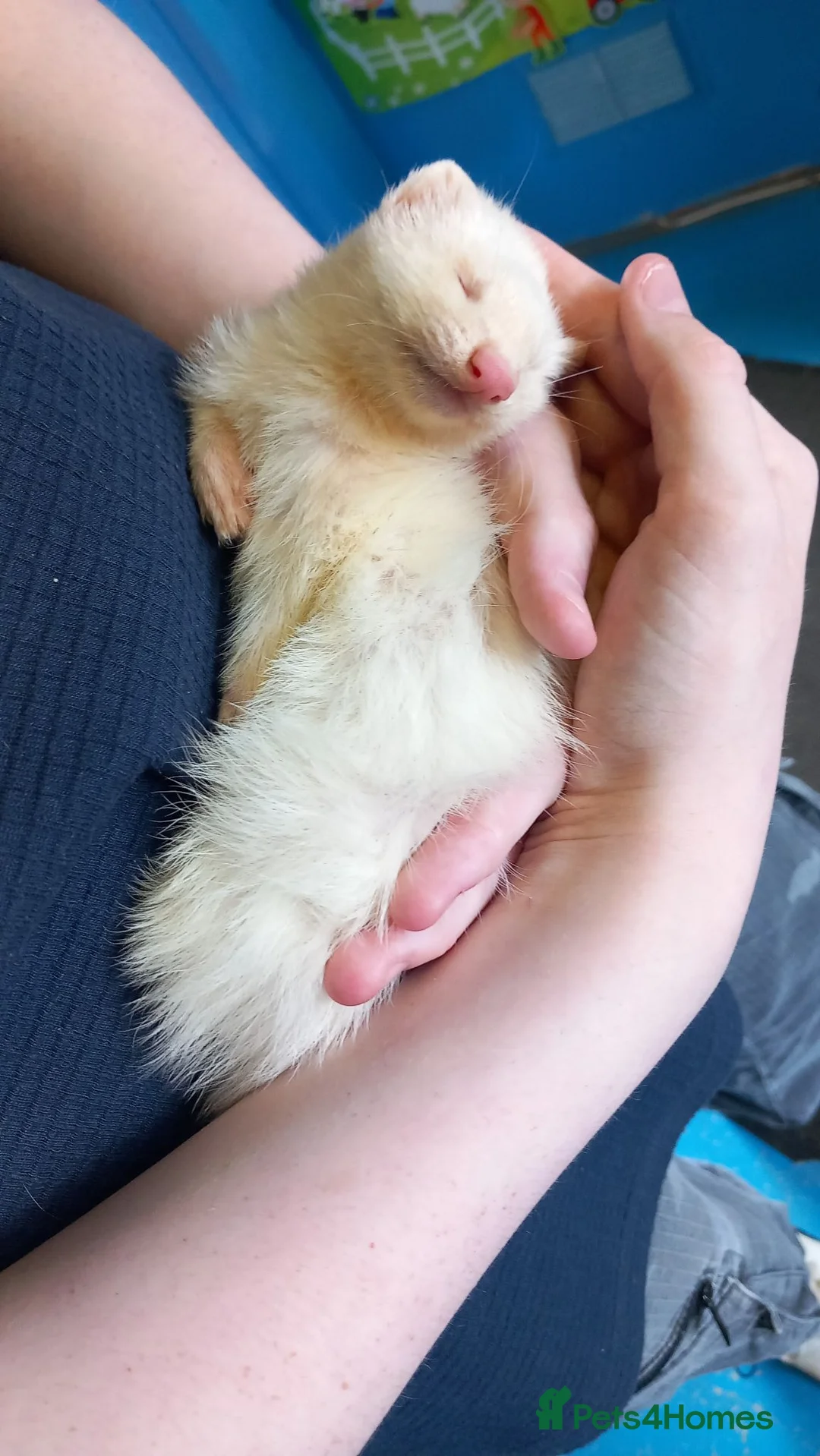 Ferret rodents for sale: Female ferrets in Turriff - Advert 2