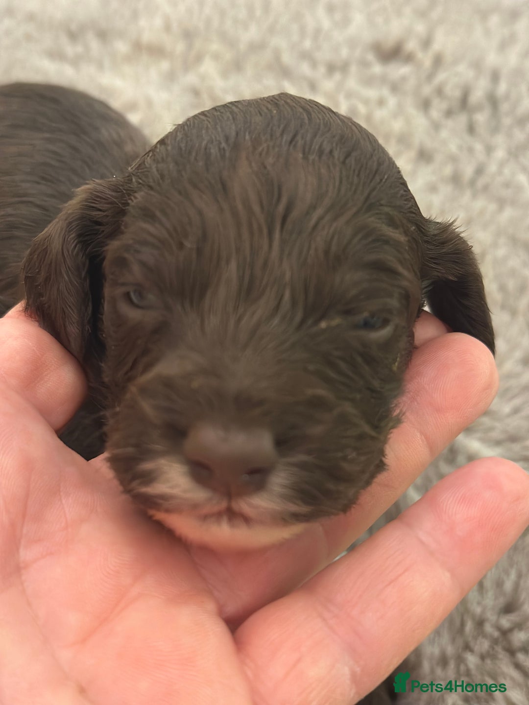 Cockapoo dogs for sale: Unusually fabulous cockapoos   - Image 9
