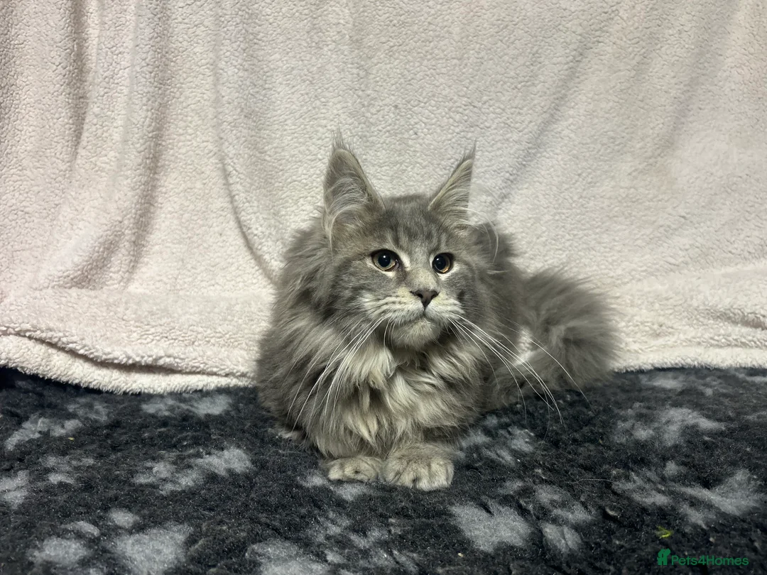 Maine Coon cats for sale: TICA Registered Maine Coon Kittens.  READY NOW  - Advert 2