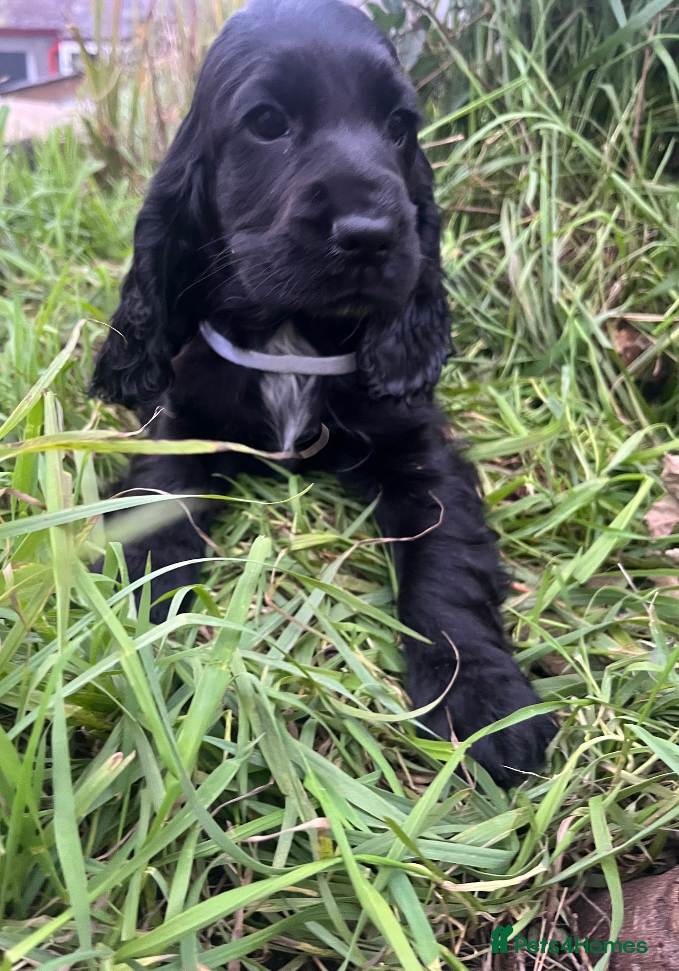 Cocker Spaniel dogs Stunning show type cocker spaniel puppies  - Advert 2