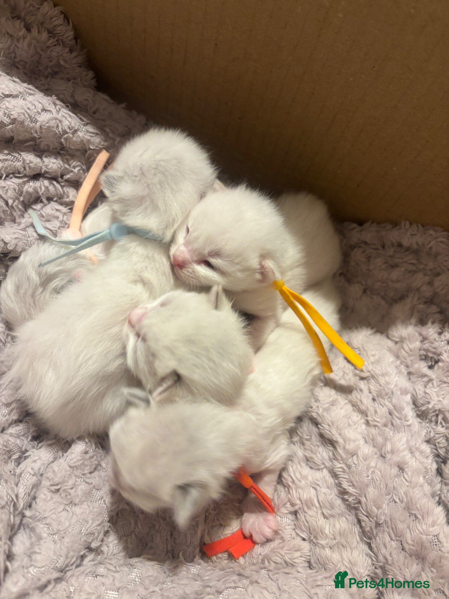 Ragdoll cats Ragdoll kittens  - Advert 7