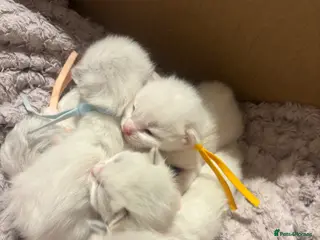 Ragdoll cats Ragdoll kittens - Advert 7