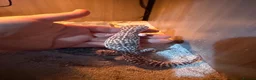 Leopard Gecko reptiles for sale: 🦎 Leopard Gecko Buddy – Looking for new home - Advert 4