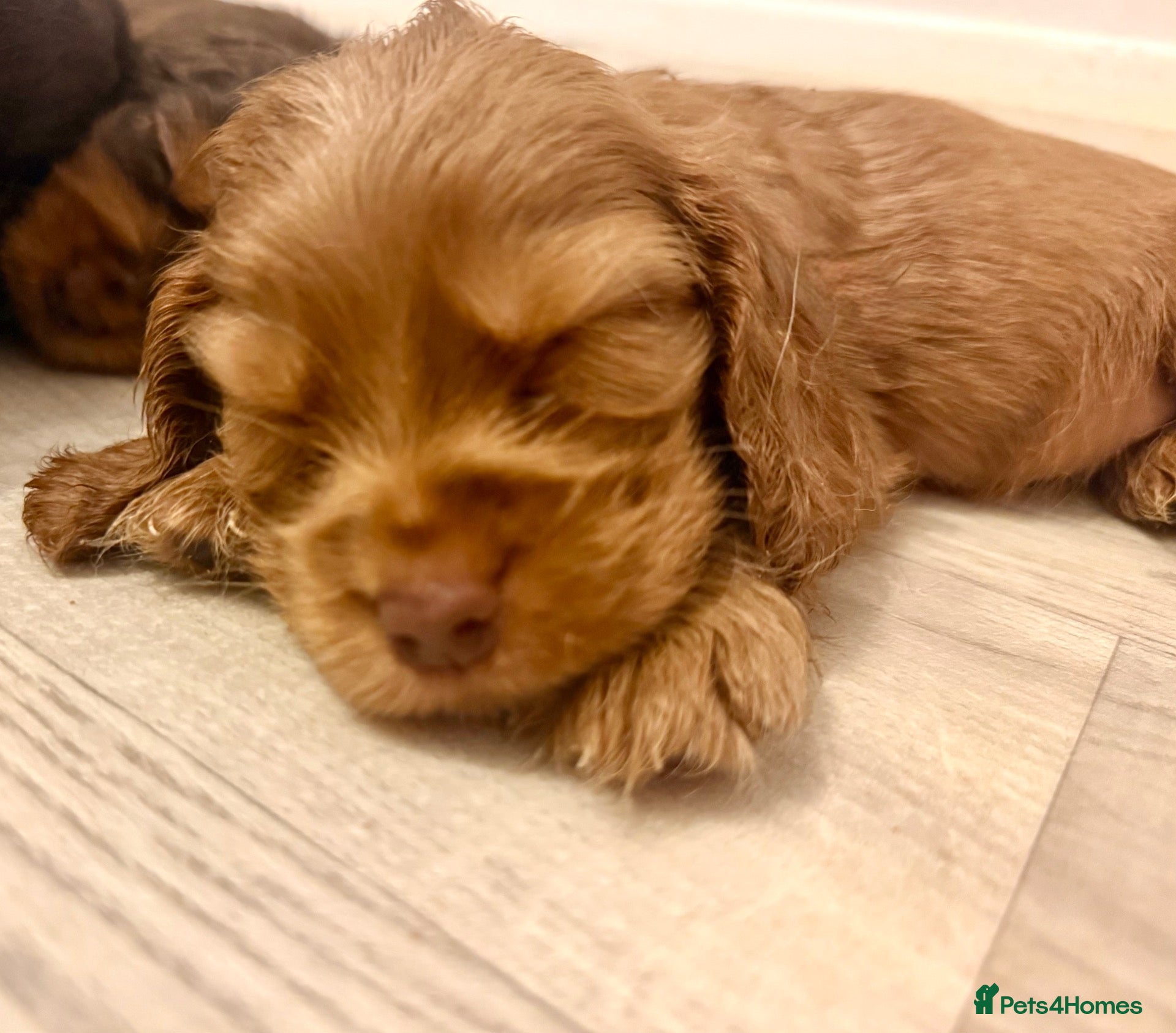 Cocker Spaniel dogs for sale: 💕1 remaining male Show cockerspaniel baby 💕 - Advert 4
