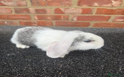 Mixed Breed rabbits for sale: Stunning mixed breed rabbits females  - Image 3