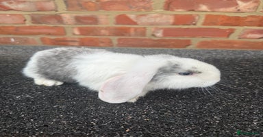 Mixed Breed rabbits - Advert 2