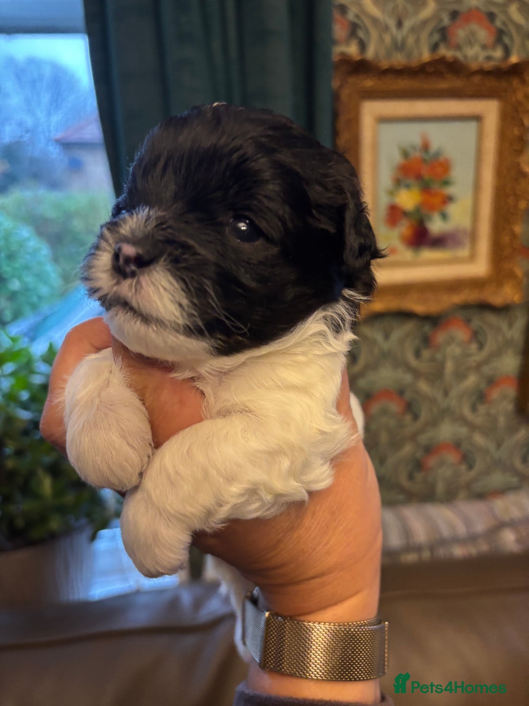 Mixed Breed dogs for sale: Adorable Bolonoodle Puppies - Advert 8