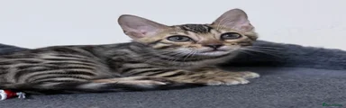 Bengal Kitten 1