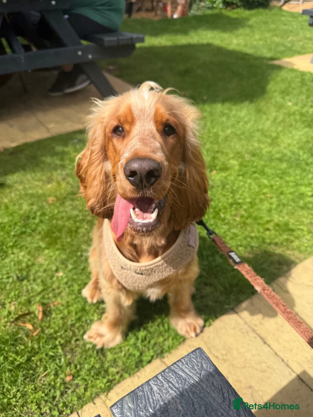 Cocker Spaniel dogs for sale: 10 month old Show cocker spaniel  - Advert 5