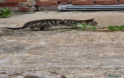 Mixed Breed cats for sale: Tabby x Bengal Kittens 🐾 - Image 8