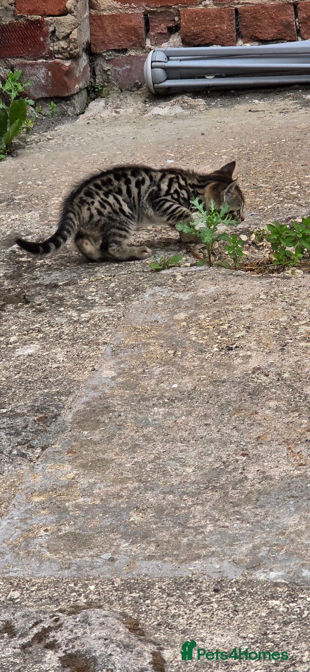 Mixed Breed cats for sale: Tabby x Bengal Kittens 🐾 - Image 8