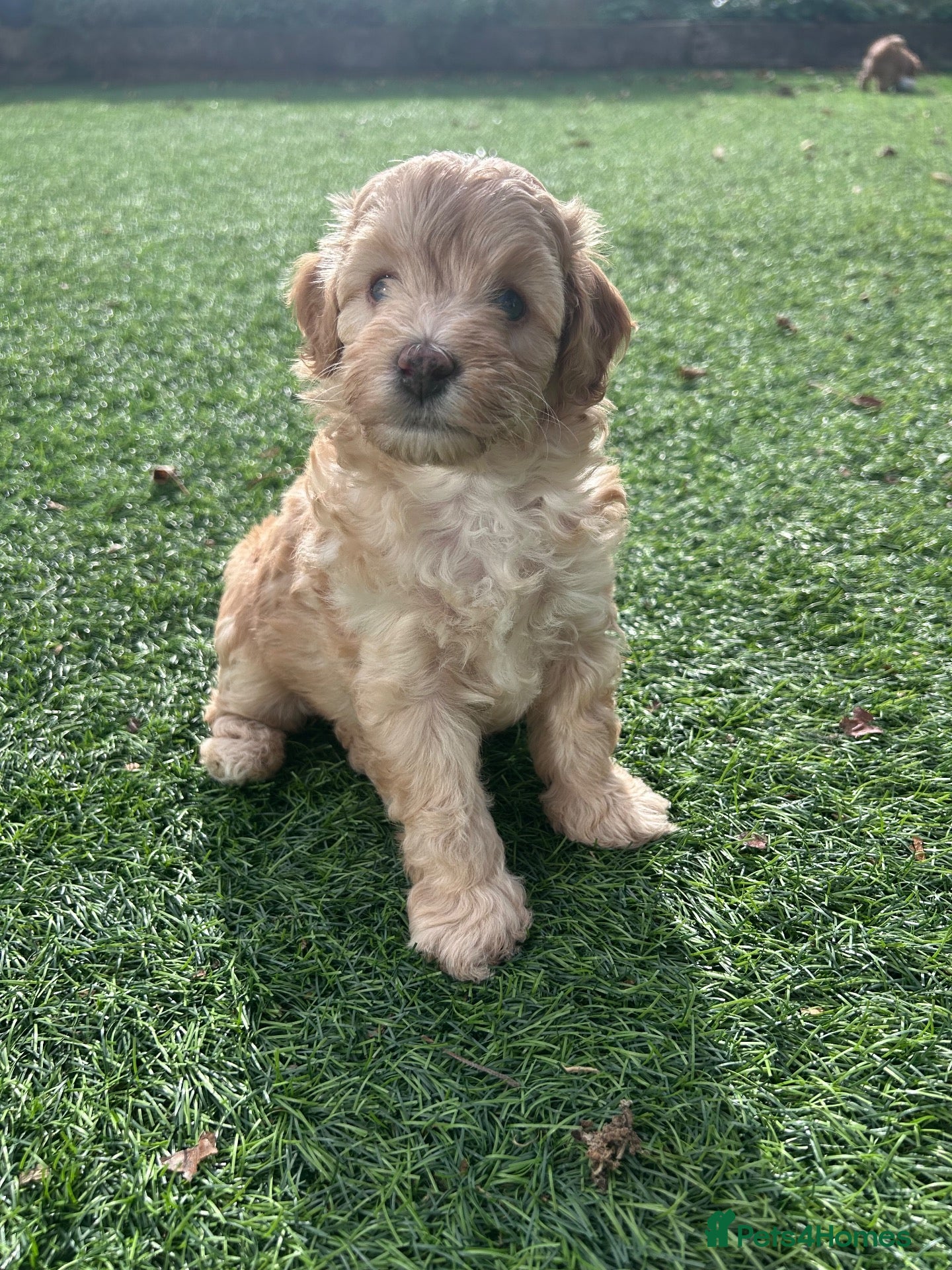 Cavapoo dogs One Rare girl Pup left!!! - Advert 1