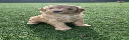 Cavapoo dogs for sale: One Rare girl Pup left!!! - Advert 1