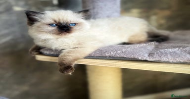 Ragdoll cats - Advert 12