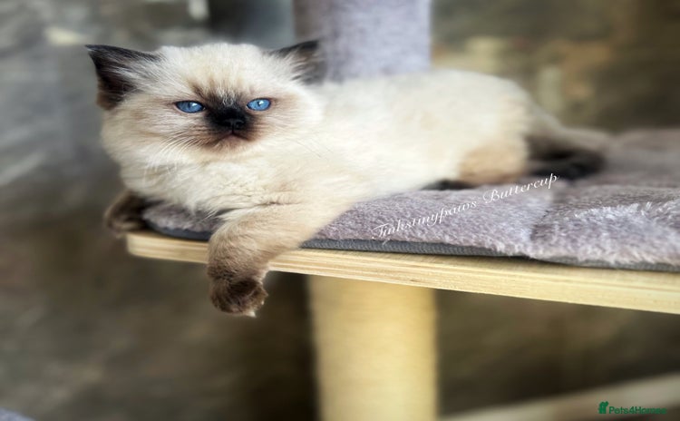 Ragdoll cats - Advert 5