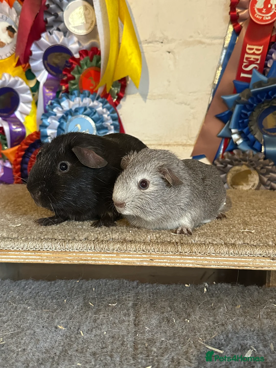 Guinea Pig rodents for sale: Guinea pigs Boars Sows - Advert 1