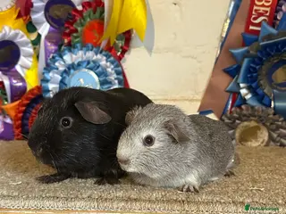 Guinea Pig rodents for sale: Guinea pigs Boars Sows - Advert 1