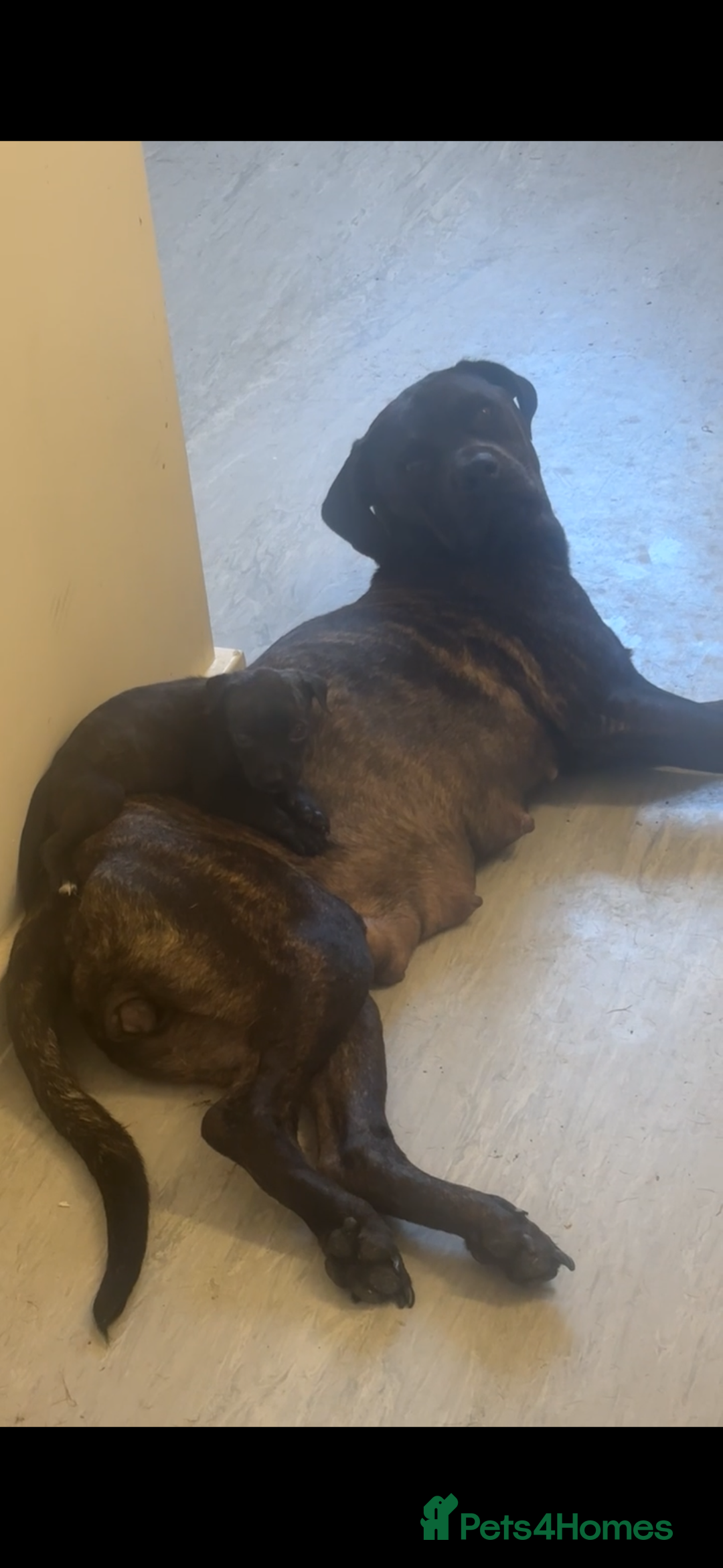 Mixed Breed dogs for sale: Staffy X Rottweilers - Image 7