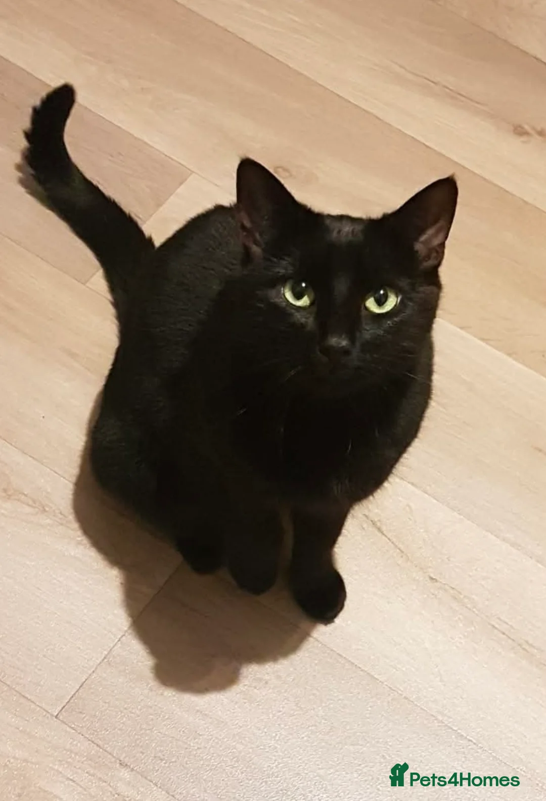 Mixed Breed cats for sale: Titch - Advert 1