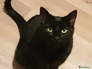 Mixed Breed cats Titch - Advert 9