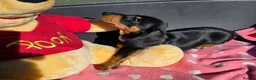 Dachshund dogs for sale: Medium sized' short legged Dachshund puppies - Advert 6